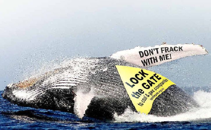 Whales could be harmed if an off-shore gas platform suggested by coal seam gas company Metgasco went ahead, a whale expert has warned. Whales could be harmed if an off-shore gas platform suggested by coal seam gas company Metgasco went ahead, a whale expert has warned.